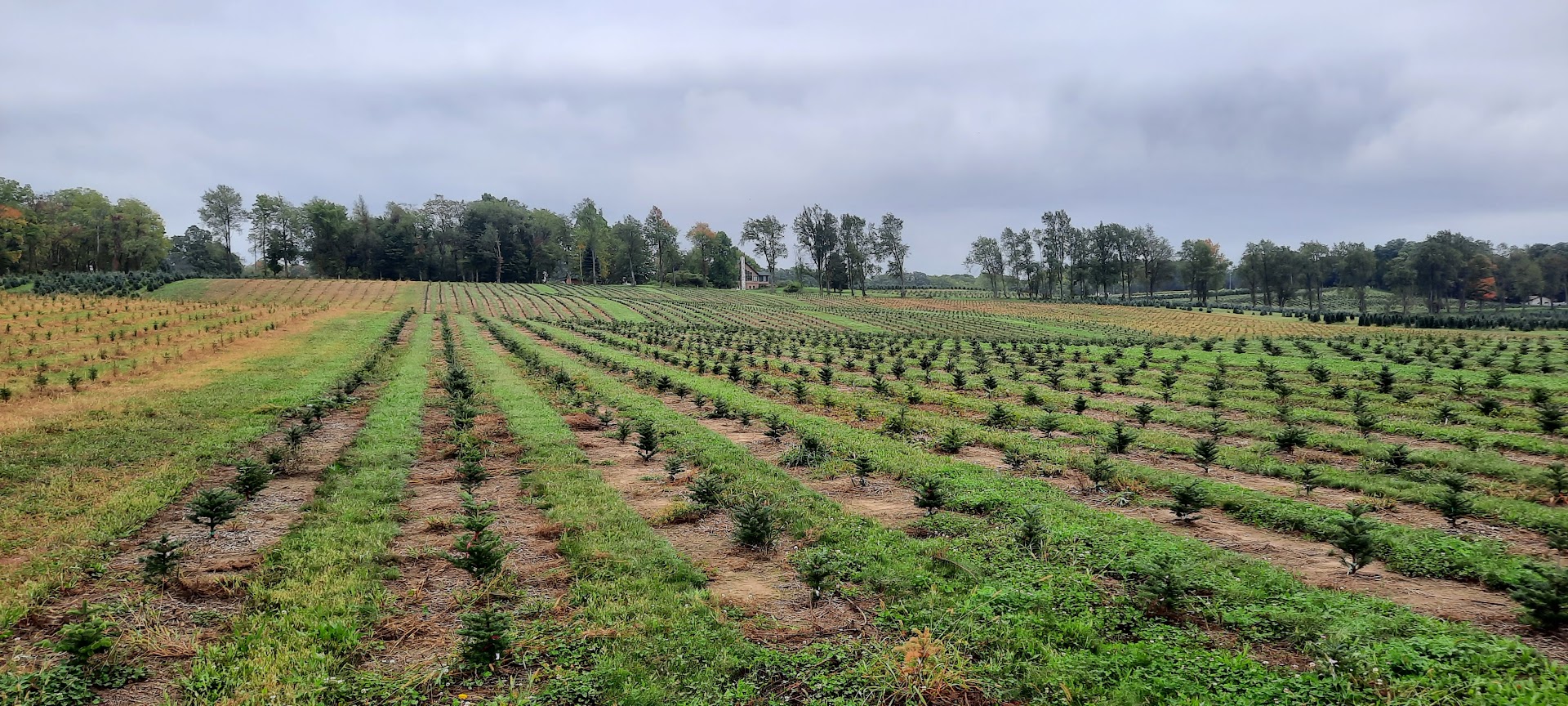 Rows of established Christmas trees.